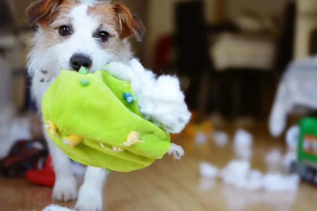 Vier häufige Fehler von Besitzern bei der Erziehung vom Jack Russell Terrier