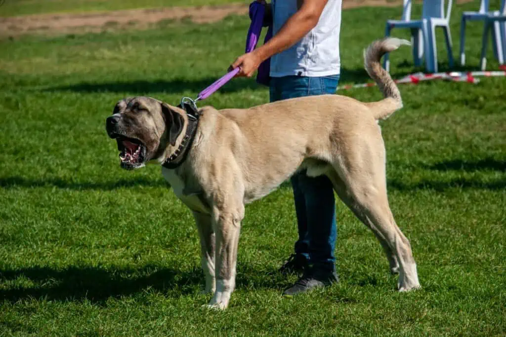 kangal erziehung