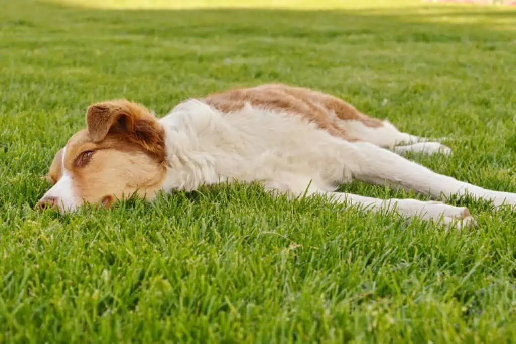 körperliche überanstrengung symptome hund