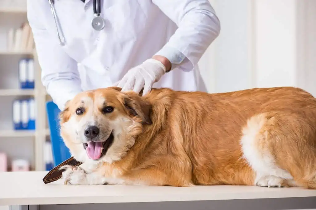 Wann du bei körperlicher Anstrengung beim Hund zum Tierarzt gehen solltest