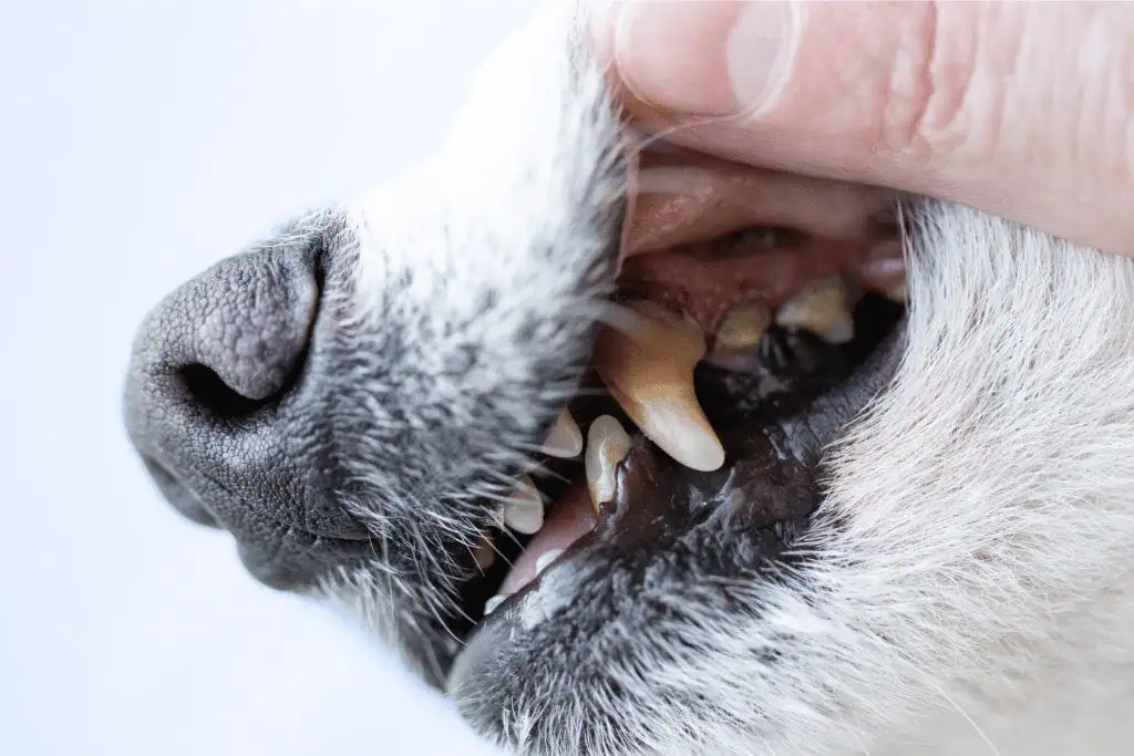 Was sind mögliche Ursachen für den Zahnverlust bei Hunden?