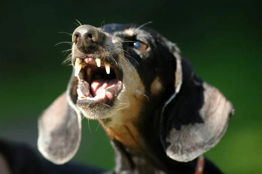 kommt ein hund ohne zähne zurecht