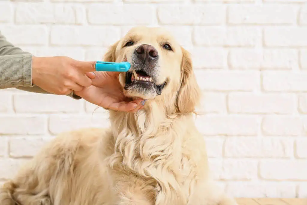 Was kann ich tun, um die Zahnhygiene meines Hundes zu verbessern?
