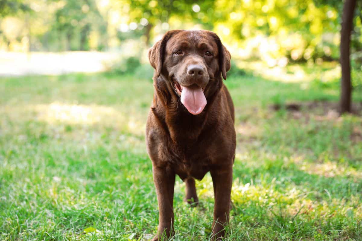 Läufigkeit Bei Hunden Wie Oft happyhunde.de