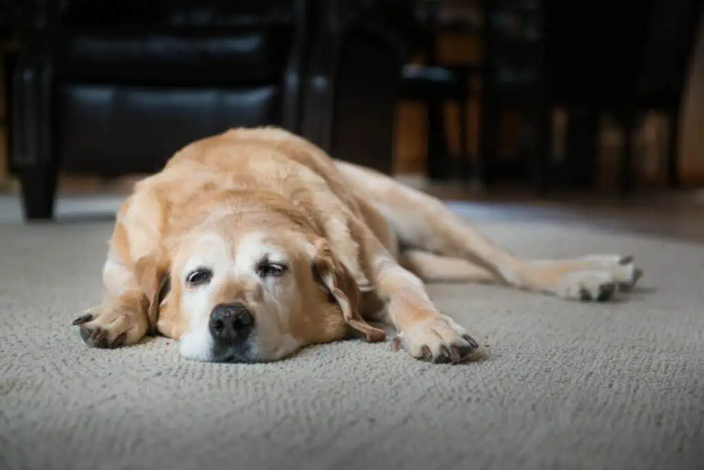 lungenwürmer hund symptome