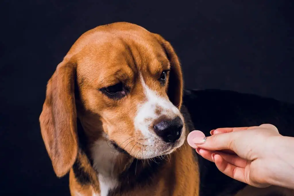 Therapie und Behandlung von Lungenwürmern beim Hund