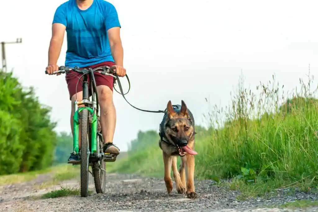 Kann man mit einem Hund auch Fahrrad fahren? 
