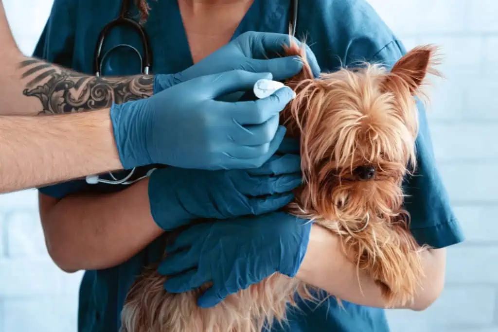 Wann gehe ich mit meinem Hund zum Tierarzt, wenn die Ohrenentzündung nicht abheilt?
