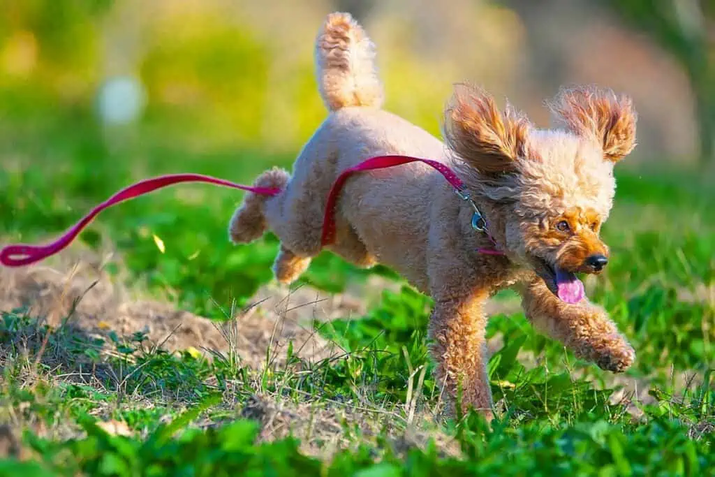 pubertät hund dauer