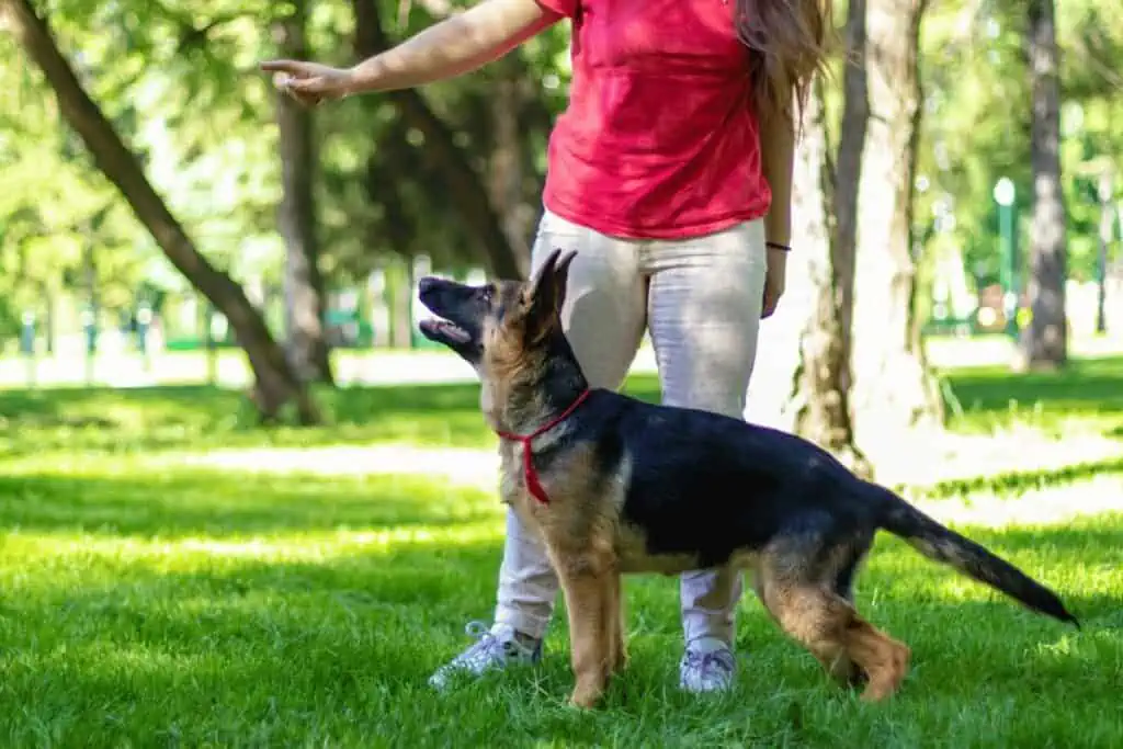 schäferhund erziehung