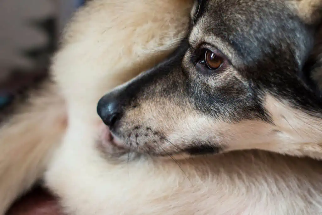 Welche Symptome deuten auf eine Scheidenentzündung beim Hund hin?