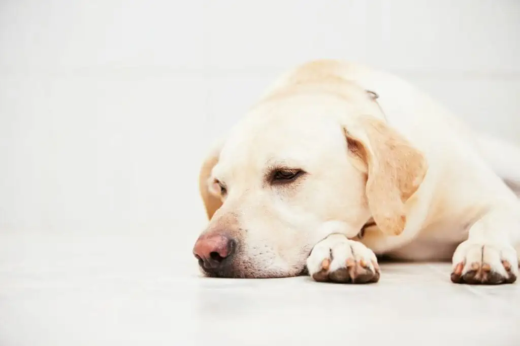 schleichende vergiftung hund