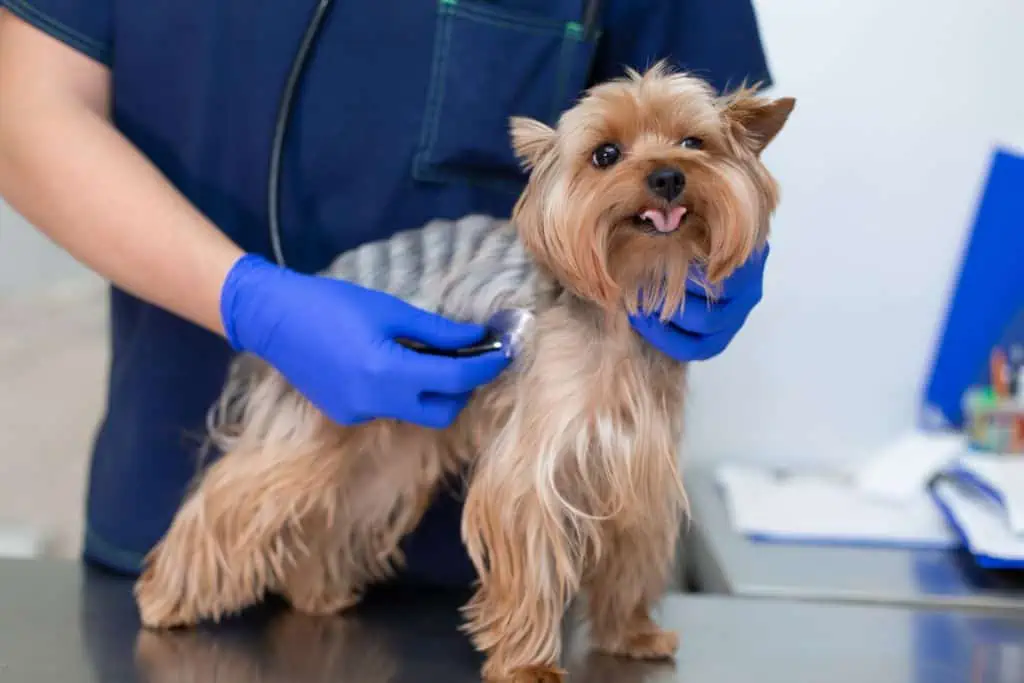 Diagnose & Behandlung einer schleichenden Vergiftung beim Hund
