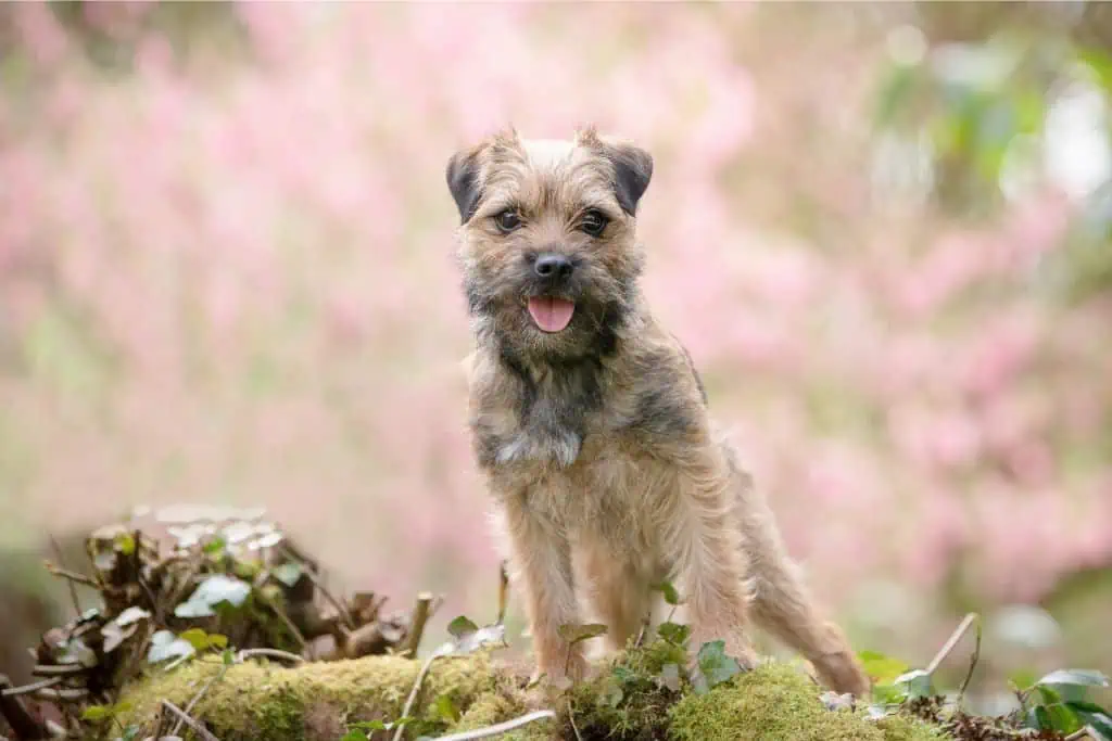 Weitere weibliche schottische Hundenamen für Hündinnen