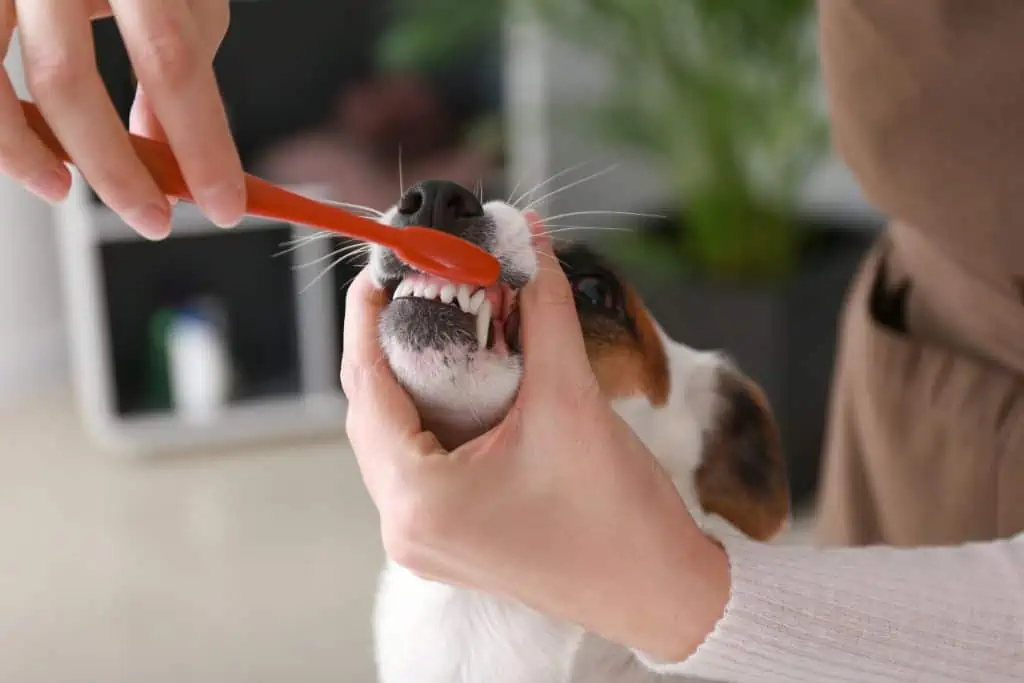 Wie kann ich das schwarze Zahnfleisch meines Hundes pflegen?