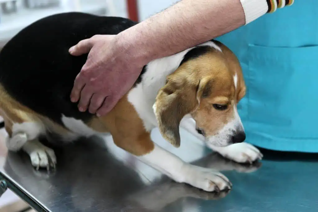 Wann du bei Staupe beim Hund zum Tierarzt gehen solltest 