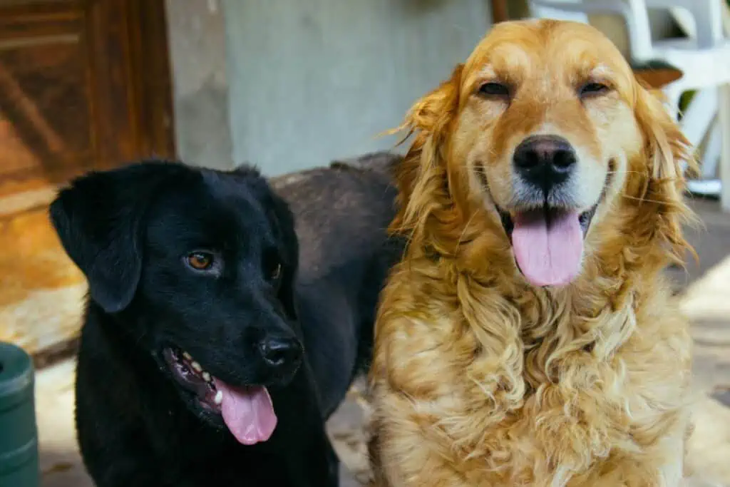 unterschied labrador und golden retriever, labrador vs golden retriever