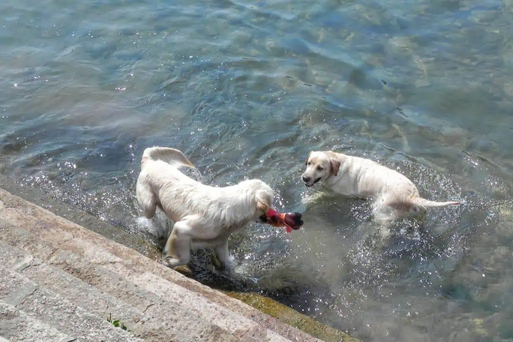 Labrador vs. Golden Retriever: Ein nahezu gleicher Charakter