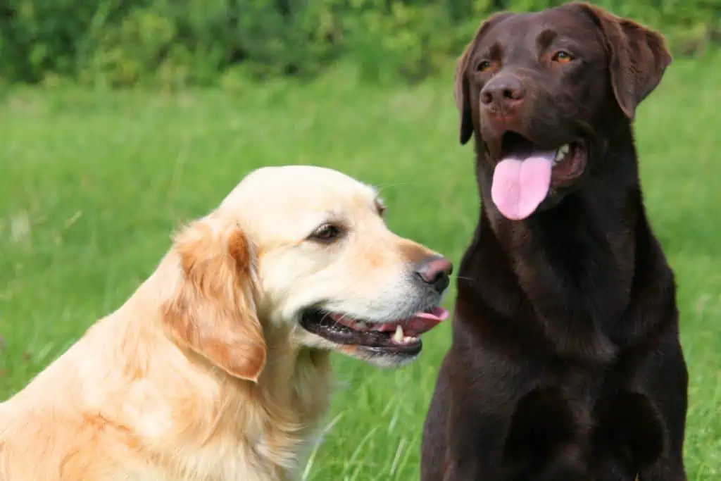 Labrador vs. Golden Retriever: Welcher Hund ist besser für mich?