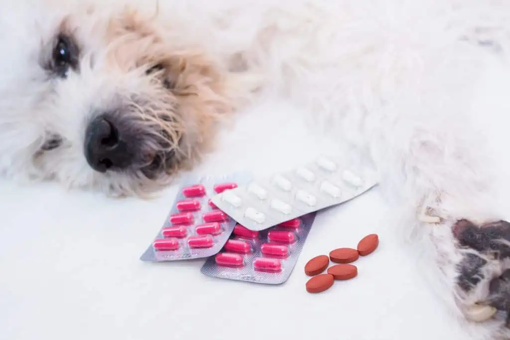 Gibt es auch Vitamin-B12-Präparate speziell für Hunde?