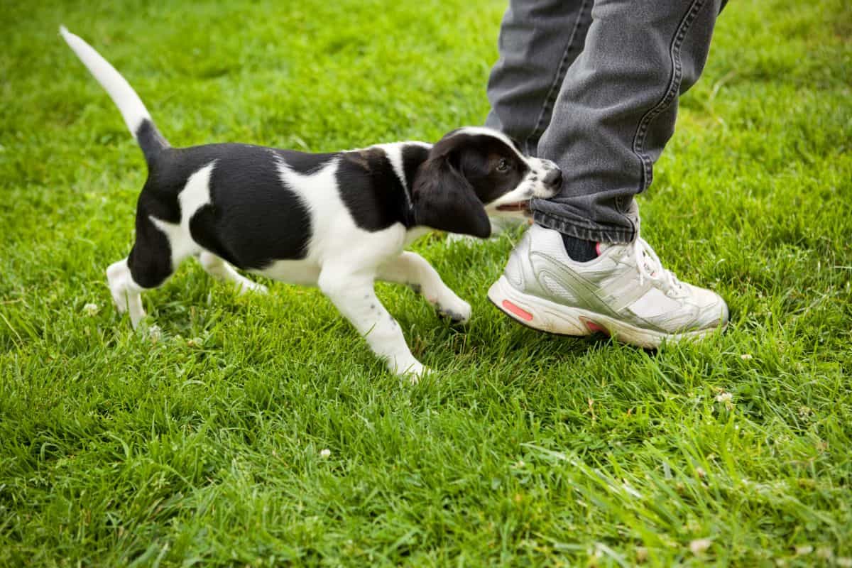 Wann kommt ein Hund in die Pubertät? Alter & 3 Anzeichen
