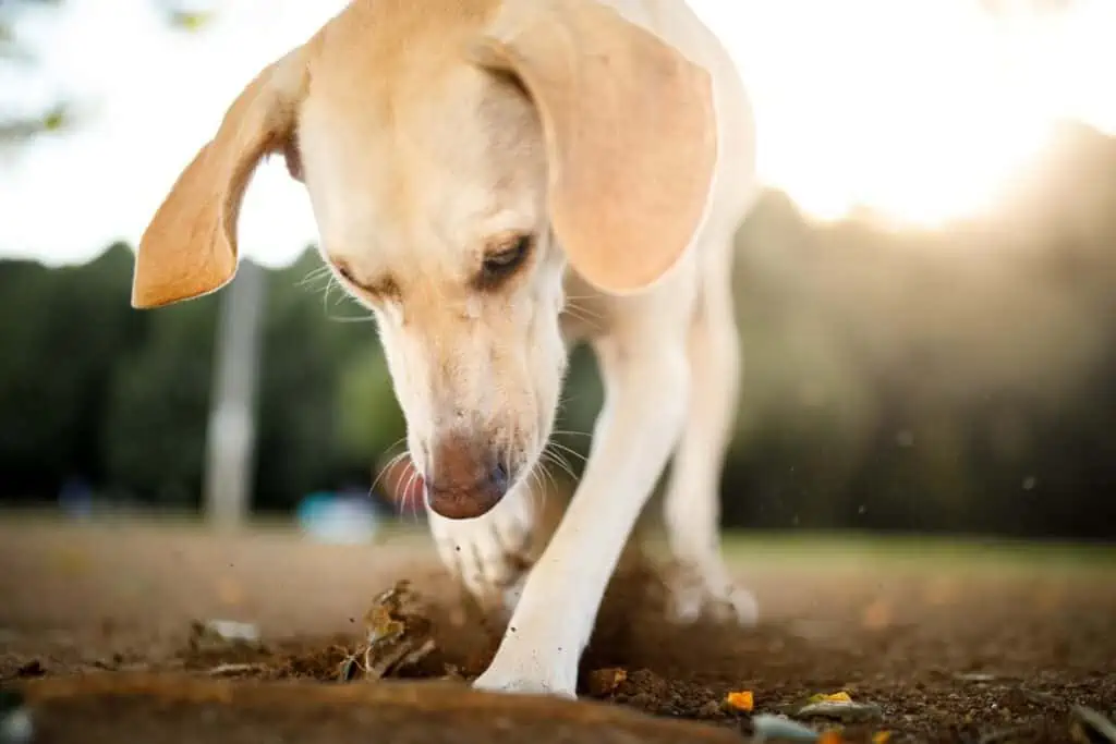 warum buddeln hunde