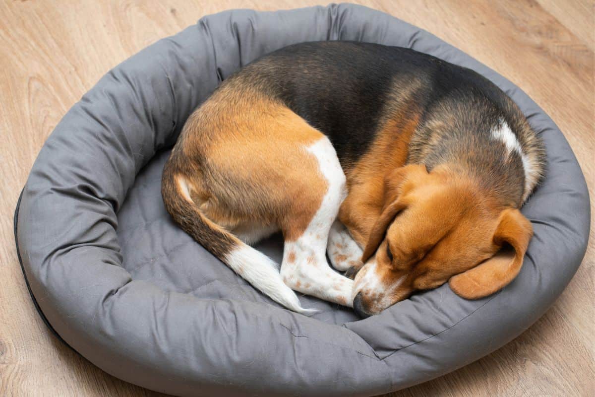 Warum drehen sich Hunde vor dem Hinlegen? (Antwort)