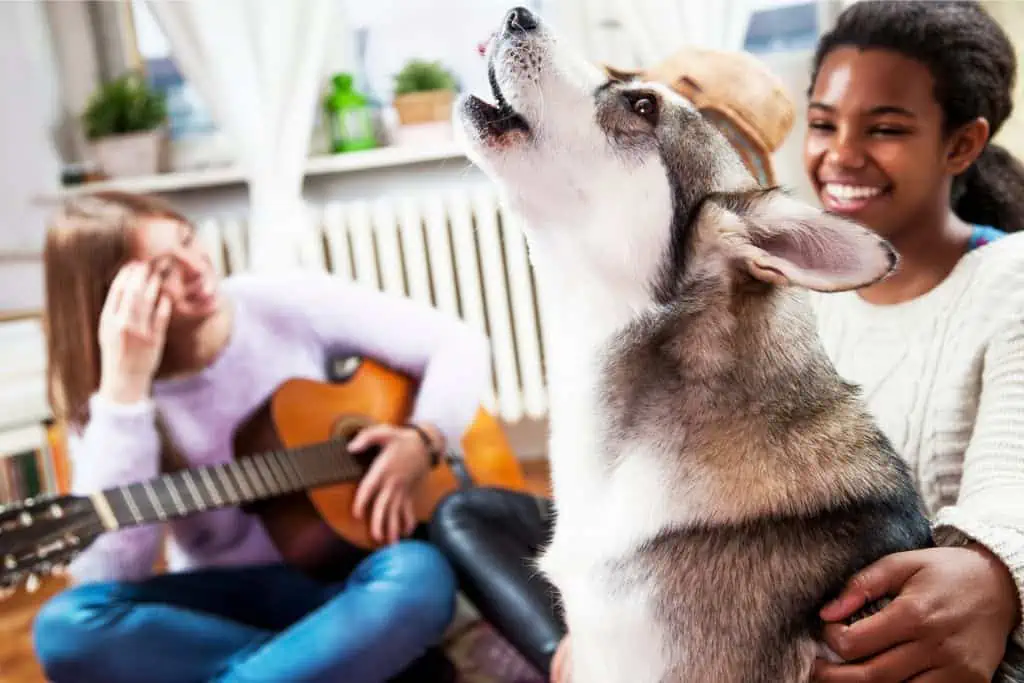 3 Gründe, warum Hunde bei Musik heulen