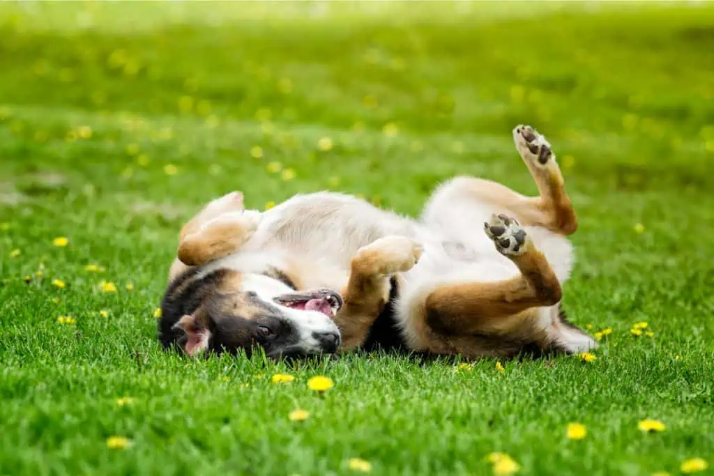 Warum wälzen sich Hunde im Gras?