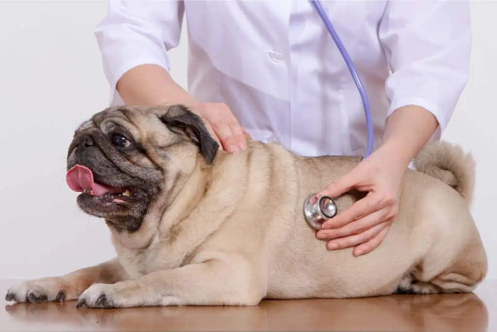 Welche Untersuchungen und Tests bei der Zucht stellen sicher, dass der Hund gesund ist?