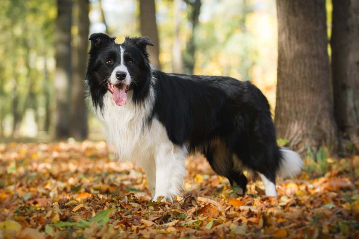 Welche Hunde sind keine Qualzuchten? Die Antwort