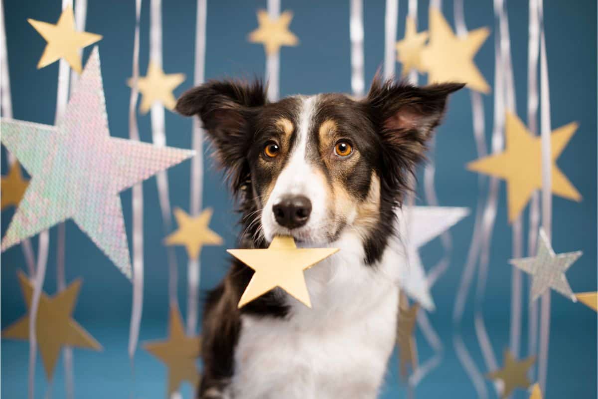 Sternzeichen Löwe Welcher Hund Passt Zu Mir Welcher Hund passt zu welchem Sternzeichen? (Antwort)