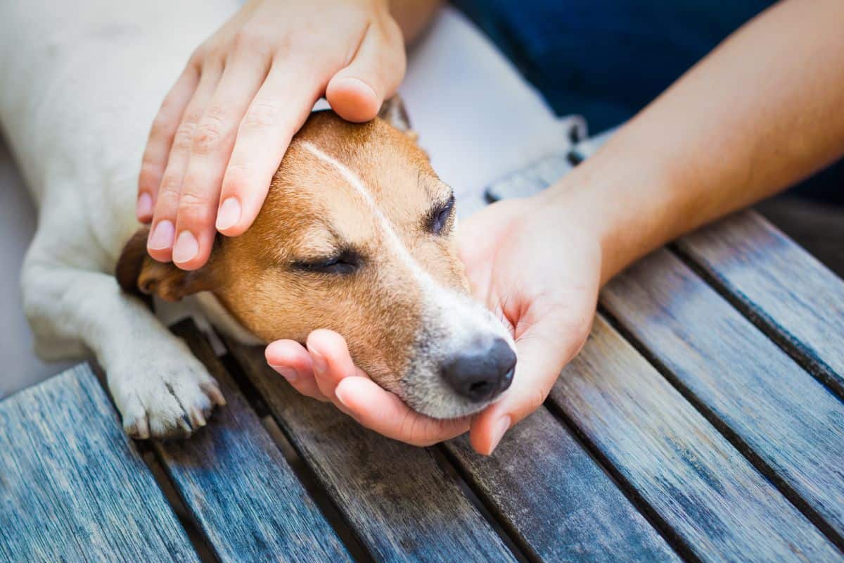 Wie erkennt man Fieber beim Hund? Symptome & Behandlung