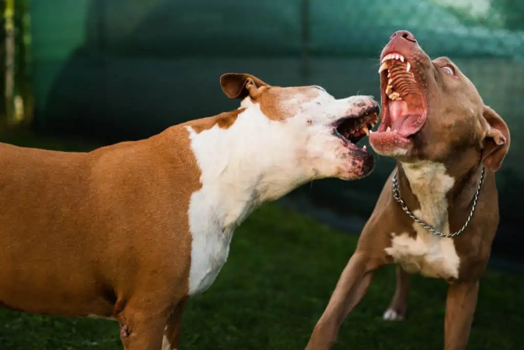 Welche Probleme können bei der Erziehung eines American Staffordshire Terriers auftreten?