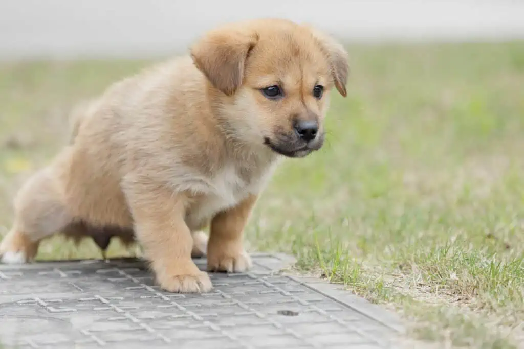 wie lange dauert es bis ein hund stubenrein ist