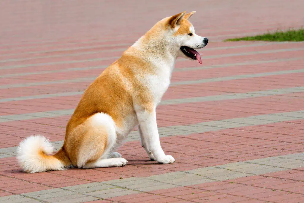 Die Geschichte von Hachiko: Ein Hinweis, wie lange sich Hunde an Menschen erinnern können