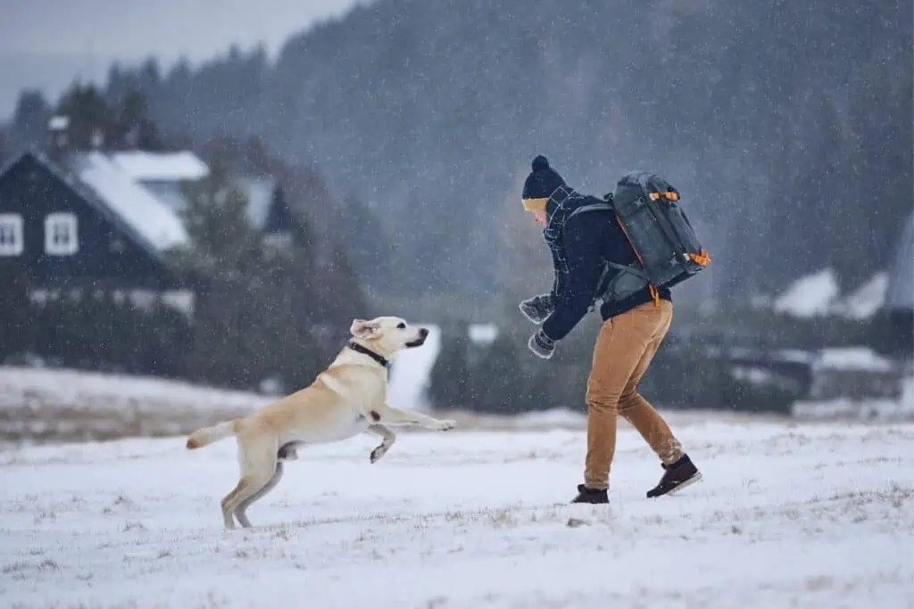 wie lange erinnern sich hunde an menschen