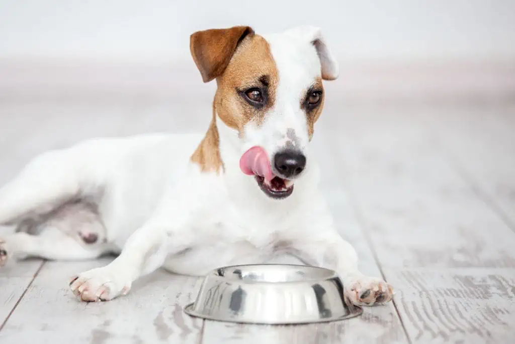 Wie lange sollte ein Hund nach dem Fressen ruhen?