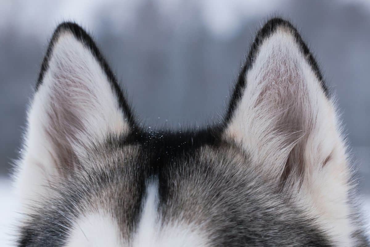 Wie laut hören Hunde? Antwort & viele spannende Infos