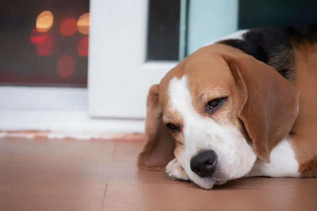 Sind Nebenwirkungen bei Hundeimpfungen üblich?