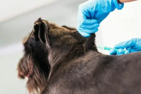 wie oft muss ein hund geimpft werden