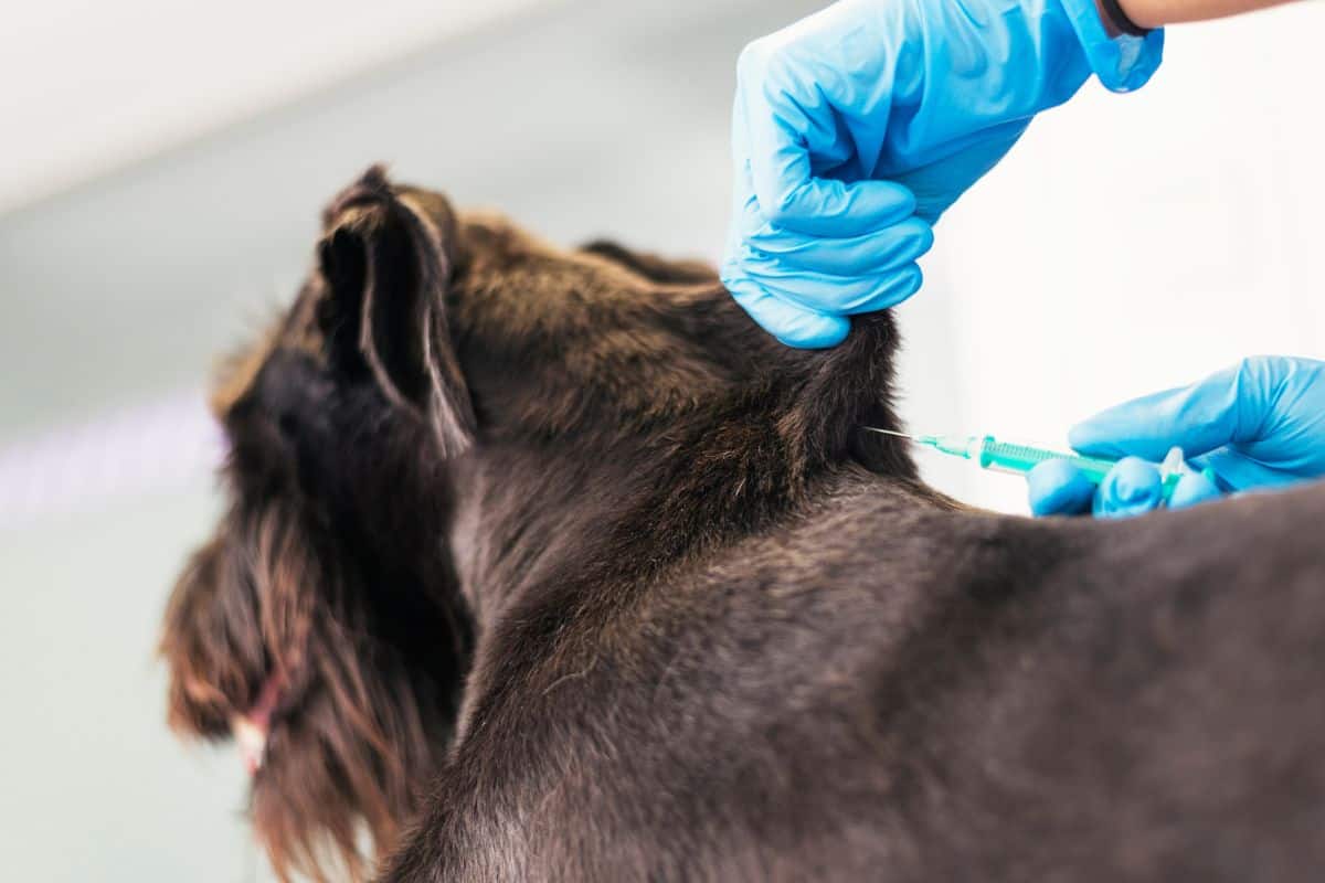 Wie Oft Wird Ein Hund Lufig