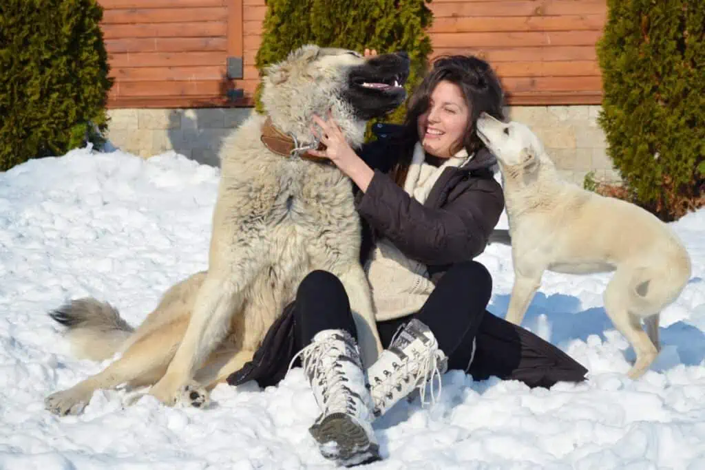 wie zeigen hunde ihre liebe?