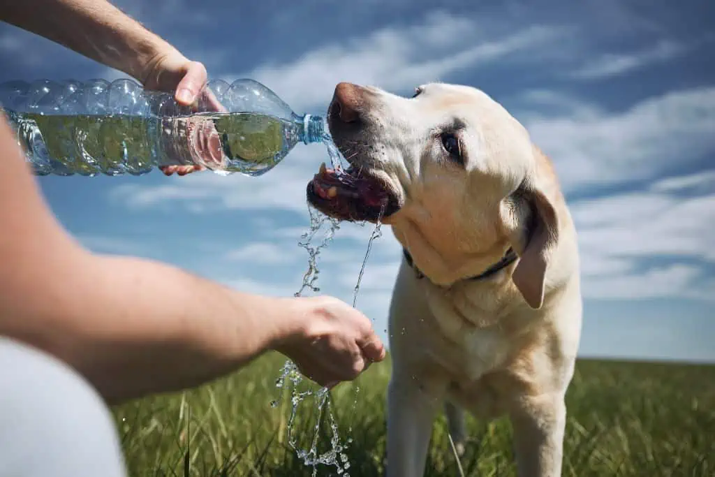 Welche Faktoren beeinflussen den Wasserbedarf eines Hundes?