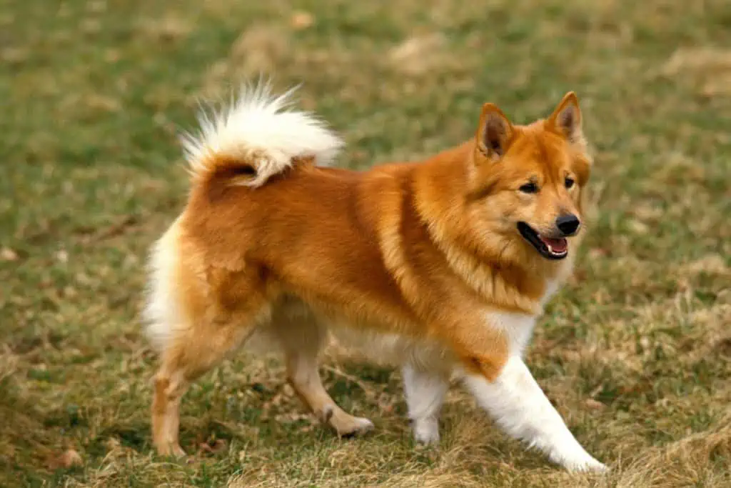 Top 10 Wikinger-Hundenamen	