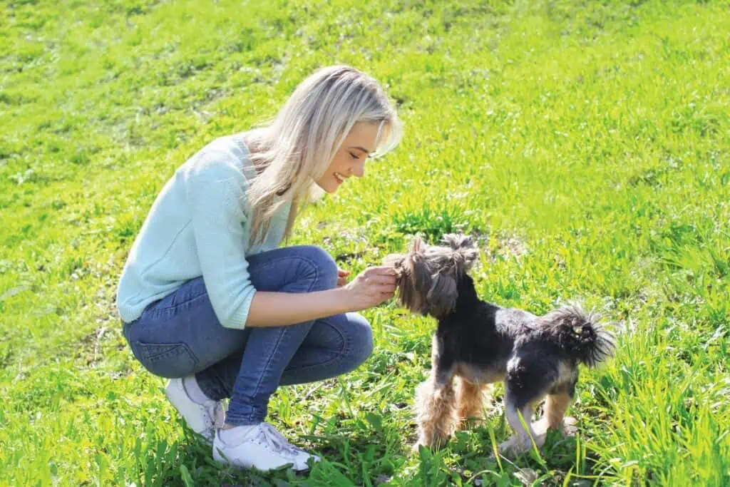 yorkshire terrier erziehung