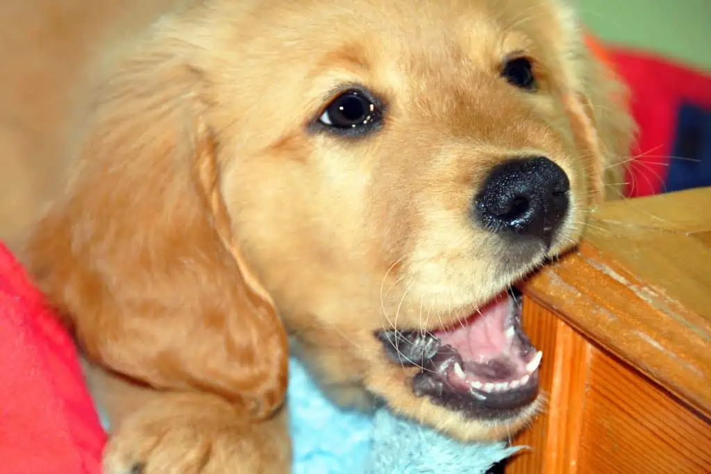 Symptome von Zahnwechsel beim Hund: Welche Anzeichen sind typisch?