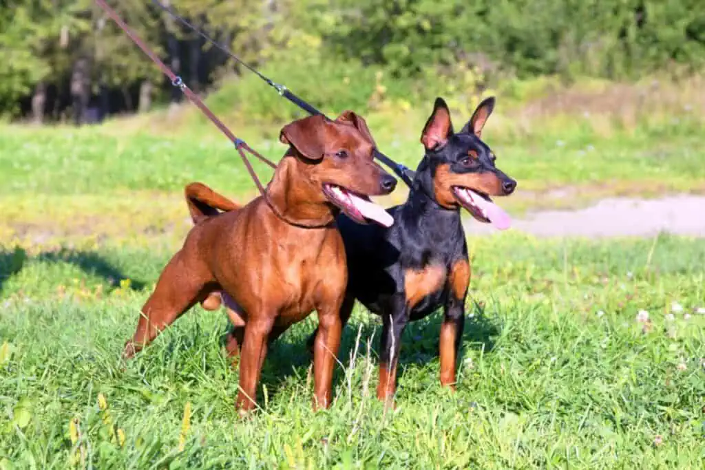 zwergpinscher erziehung