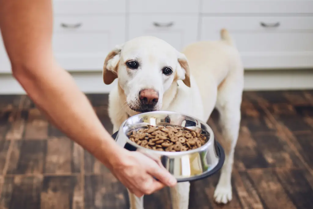 5 beste Hundefutter für kastrierte Hunde im Test