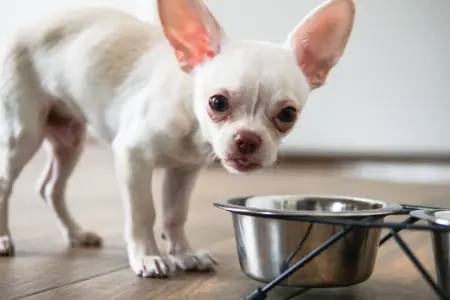 Die 5 besten Chihuahua-Nassfutter im Test & Vergleich